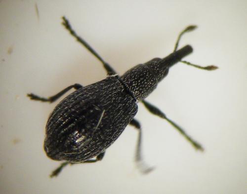 Réf. 257 292 : Perapion sp.